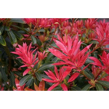 Pieris japonica'Forrest Flame'